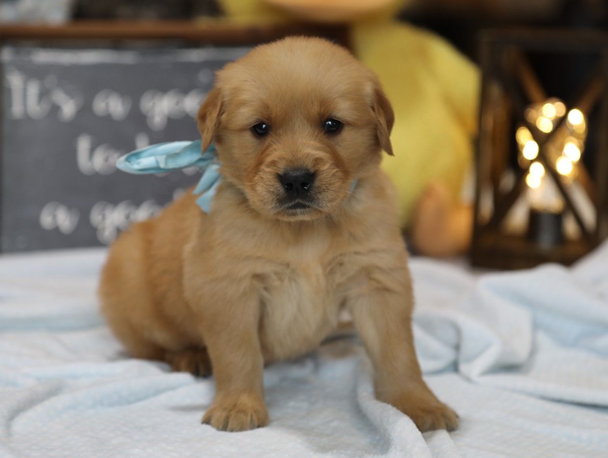 Homer - Click to meet