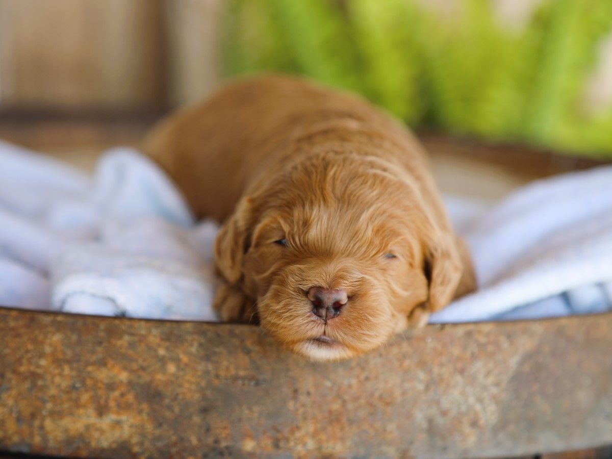 Teddy (3).JPG