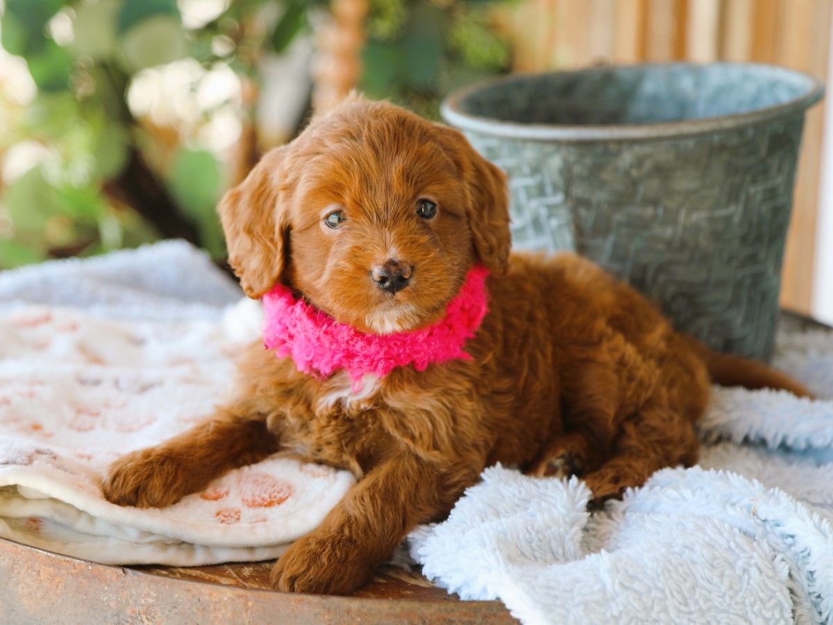  Suki • click to meet