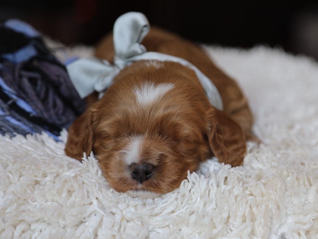 Truffle (4).JPG