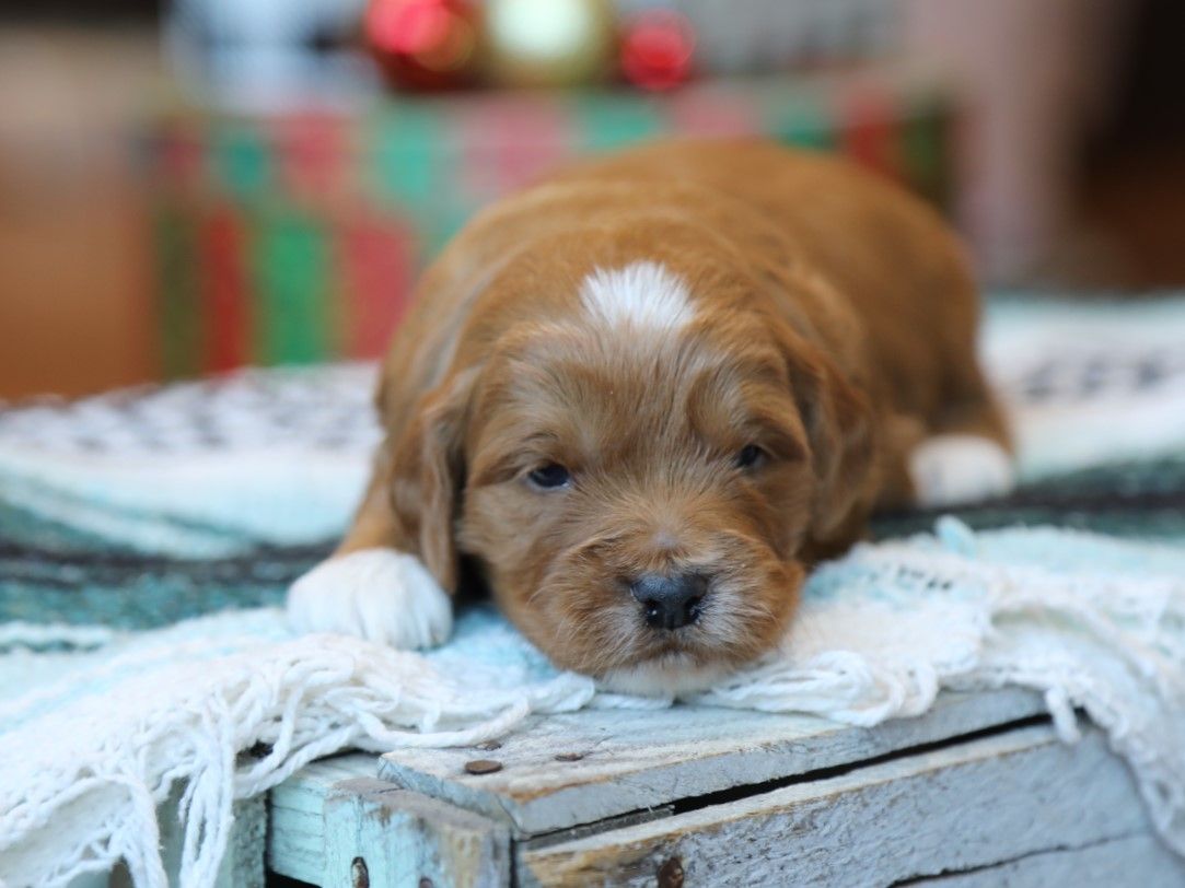 ralph (4).JPG