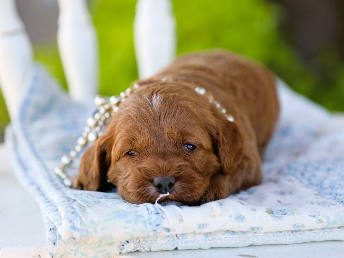 Lenny (3).JPG
