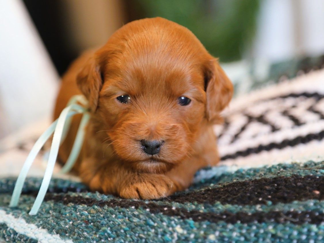 Moriah • click to meet