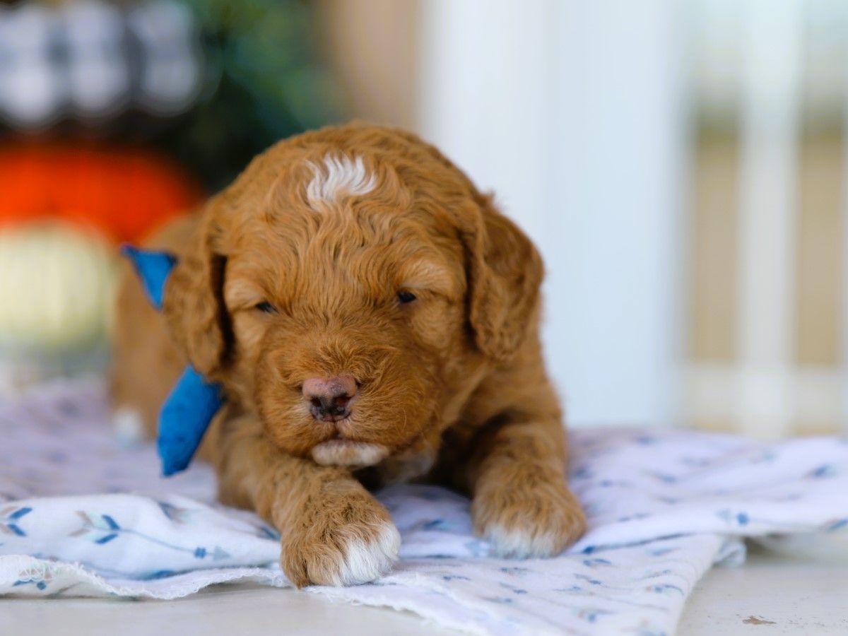 Olly (1).JPG