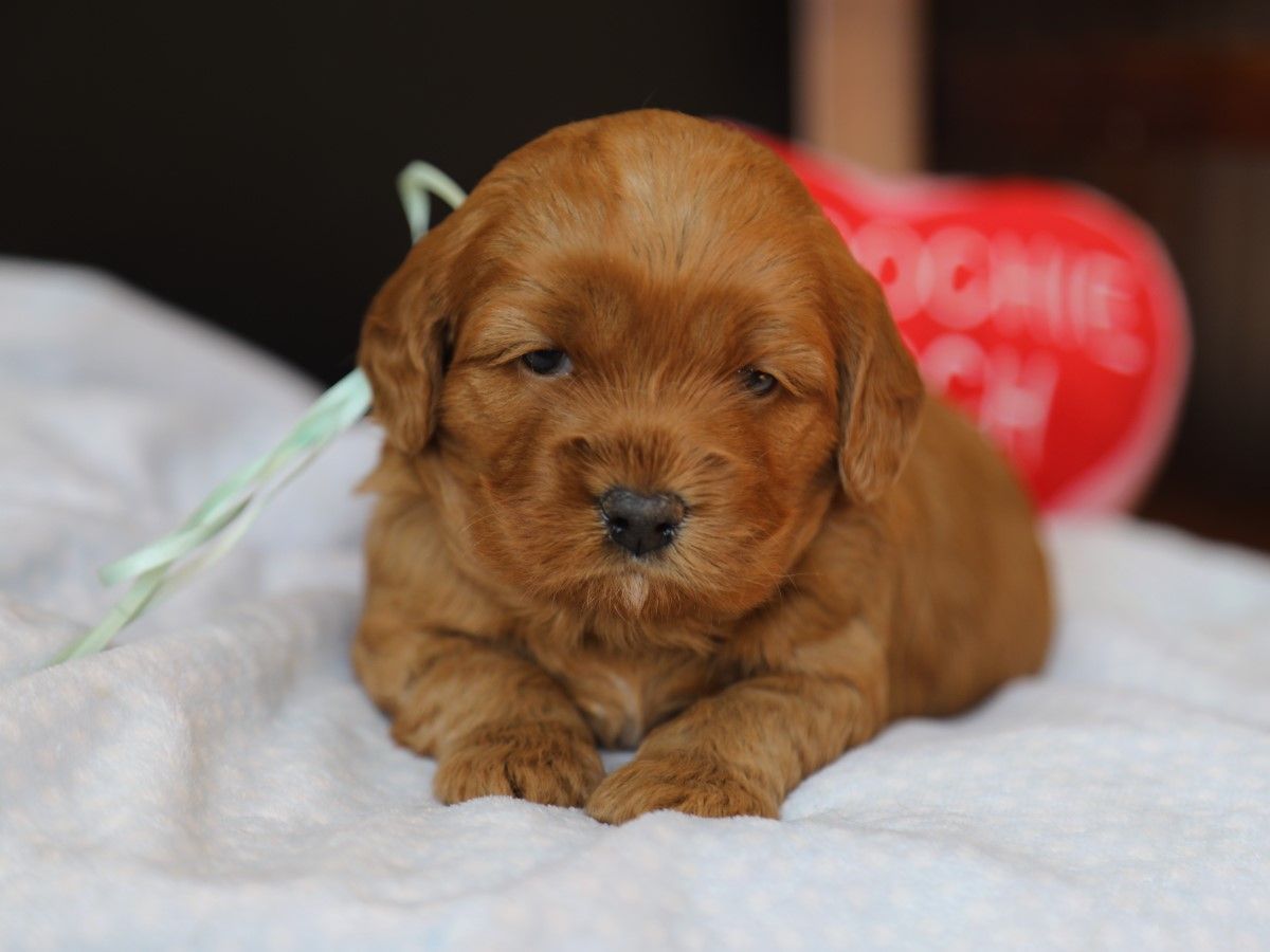 Winnie • click to meet