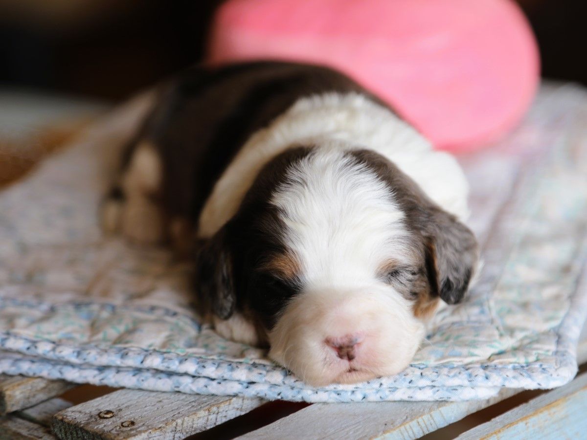 lucy (4).JPG