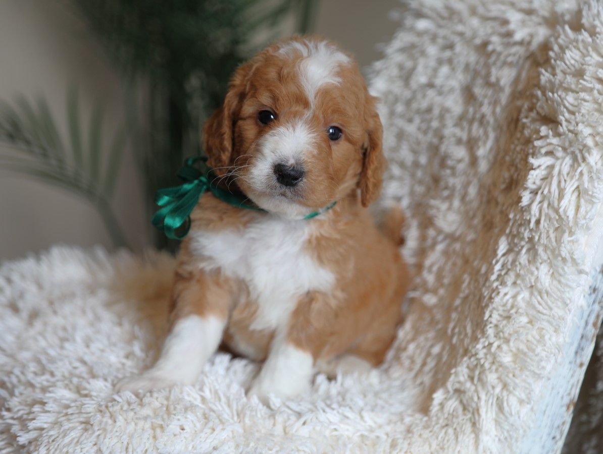 Stewart - click to meet
