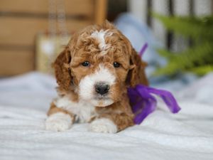 Beverly • click to meet