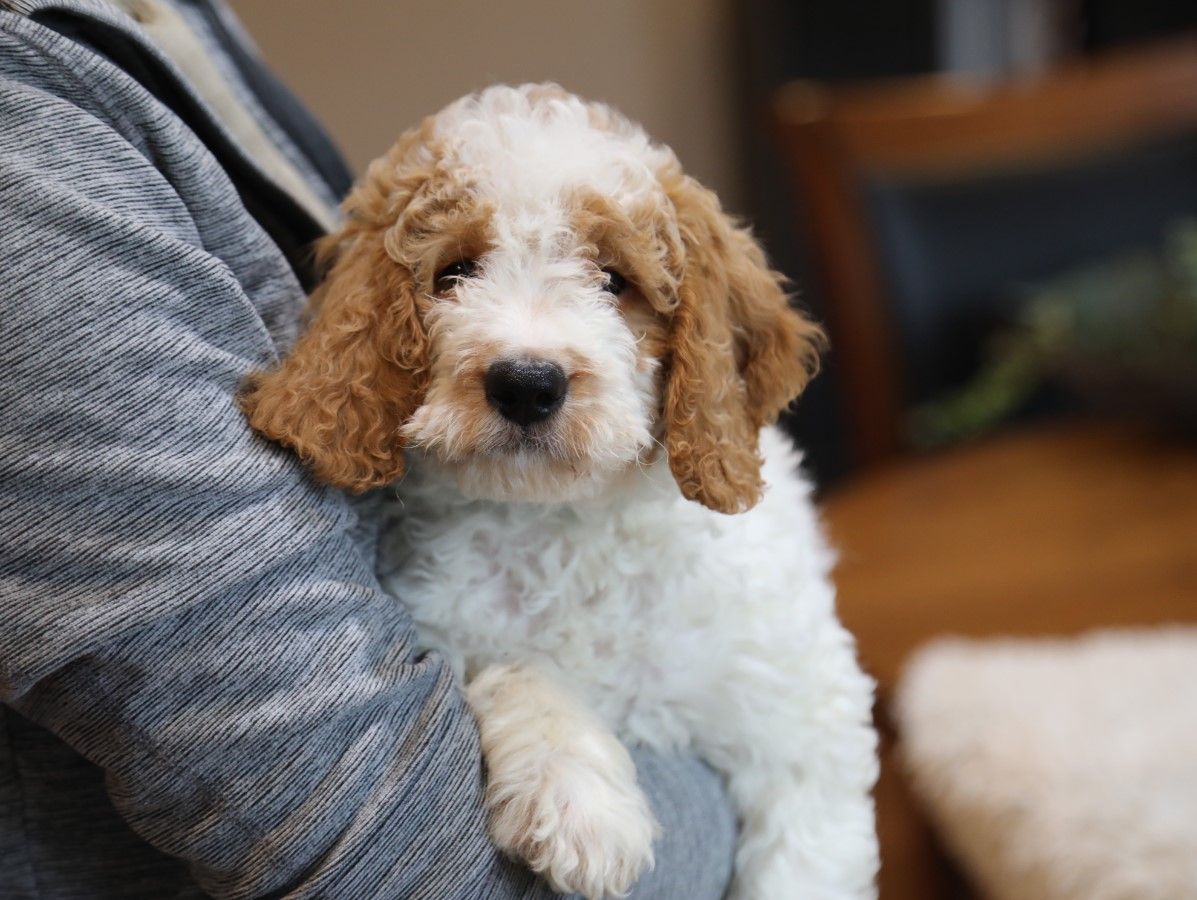  Roma • click to meet