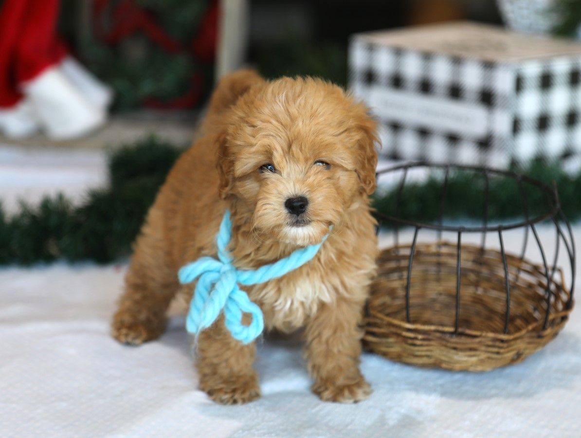 Ned • click to meet