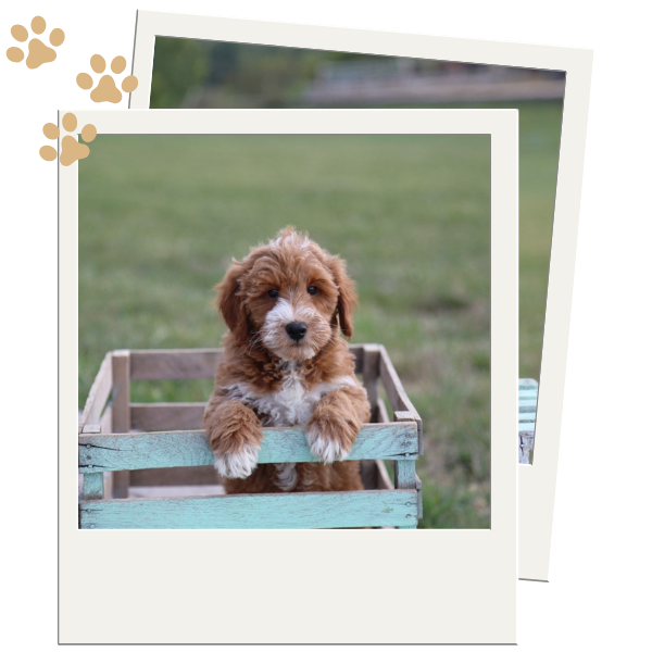 Golden Doodle Puppy - Image 2.png