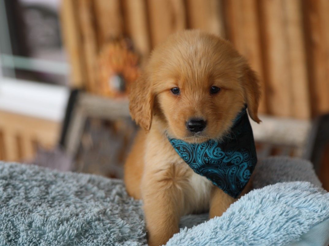 reggie (2).JPG