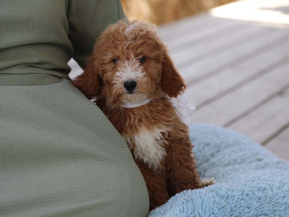  Betsy - click to meet