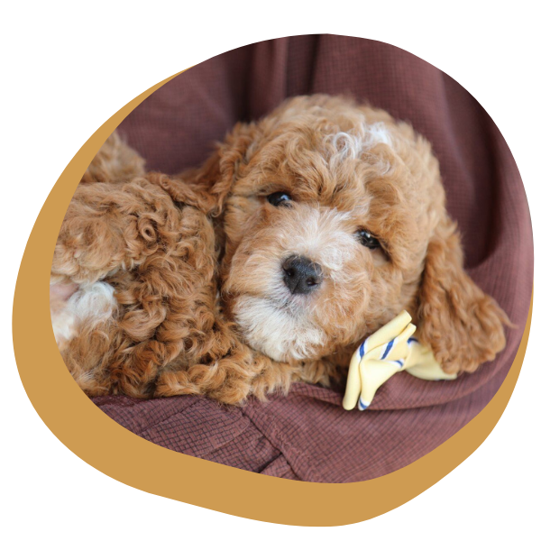 Golden Doodle  - Image 4.png