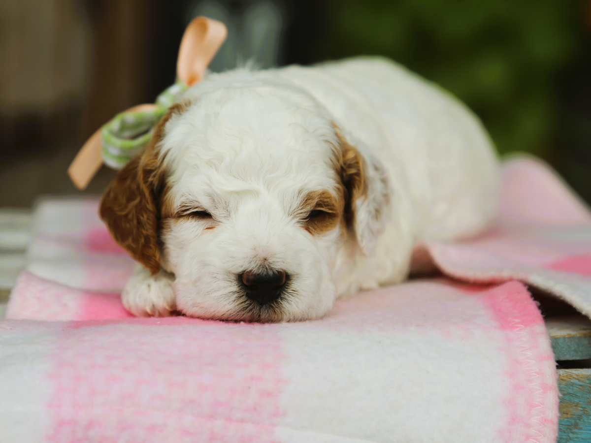 OAKLEY • RESERVED
