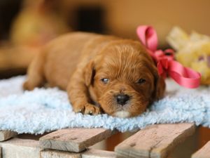 Sweet Pea • Click to meet