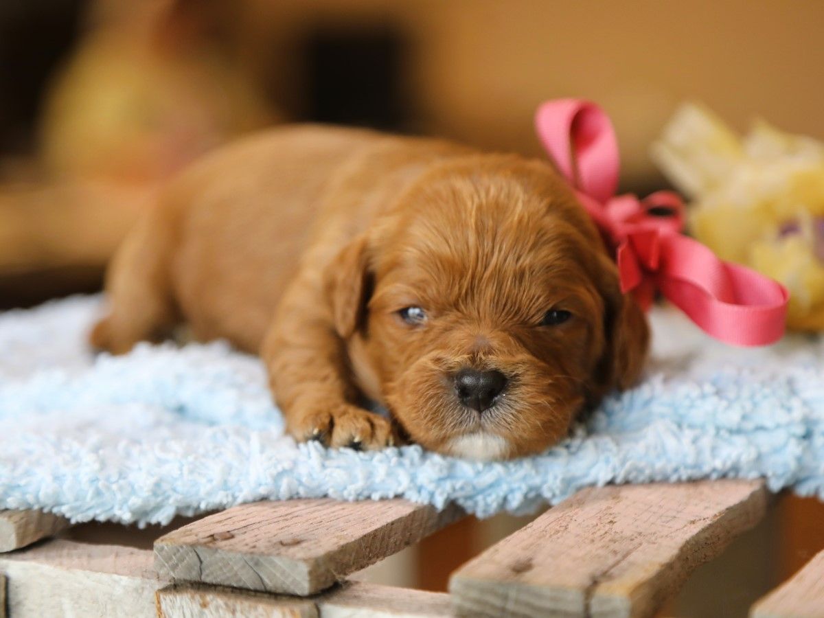 Sweet Pea • Click to meet