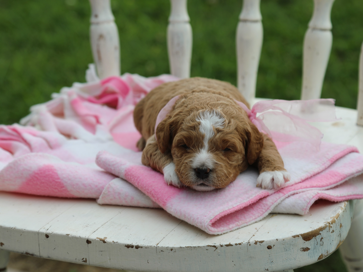 Ginger (2) (1).png