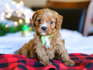 Archie • click to meet