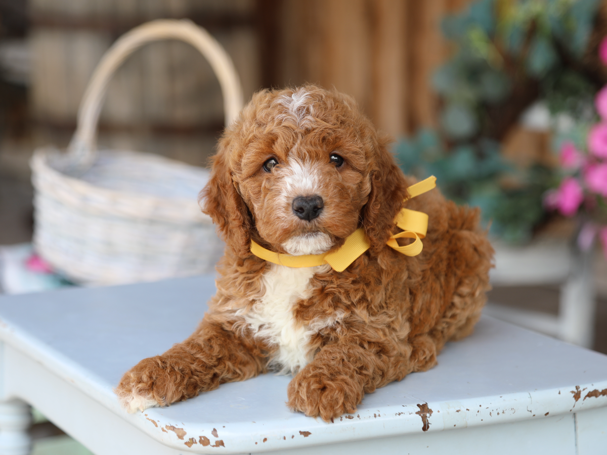 Peyton • click to meet