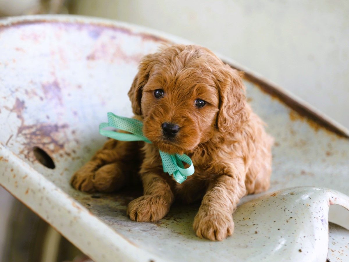 Taffy (1).JPG