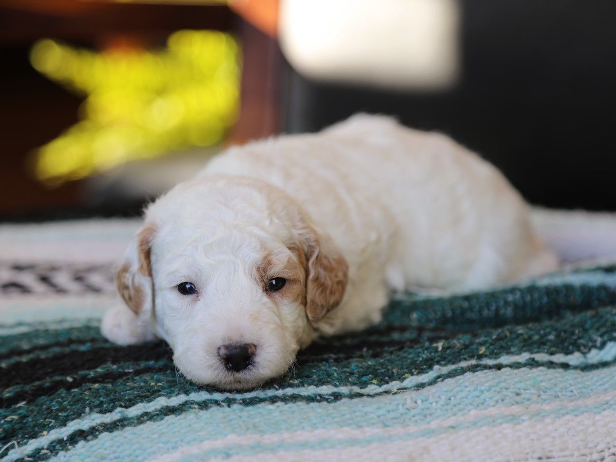 Easton • click to meet