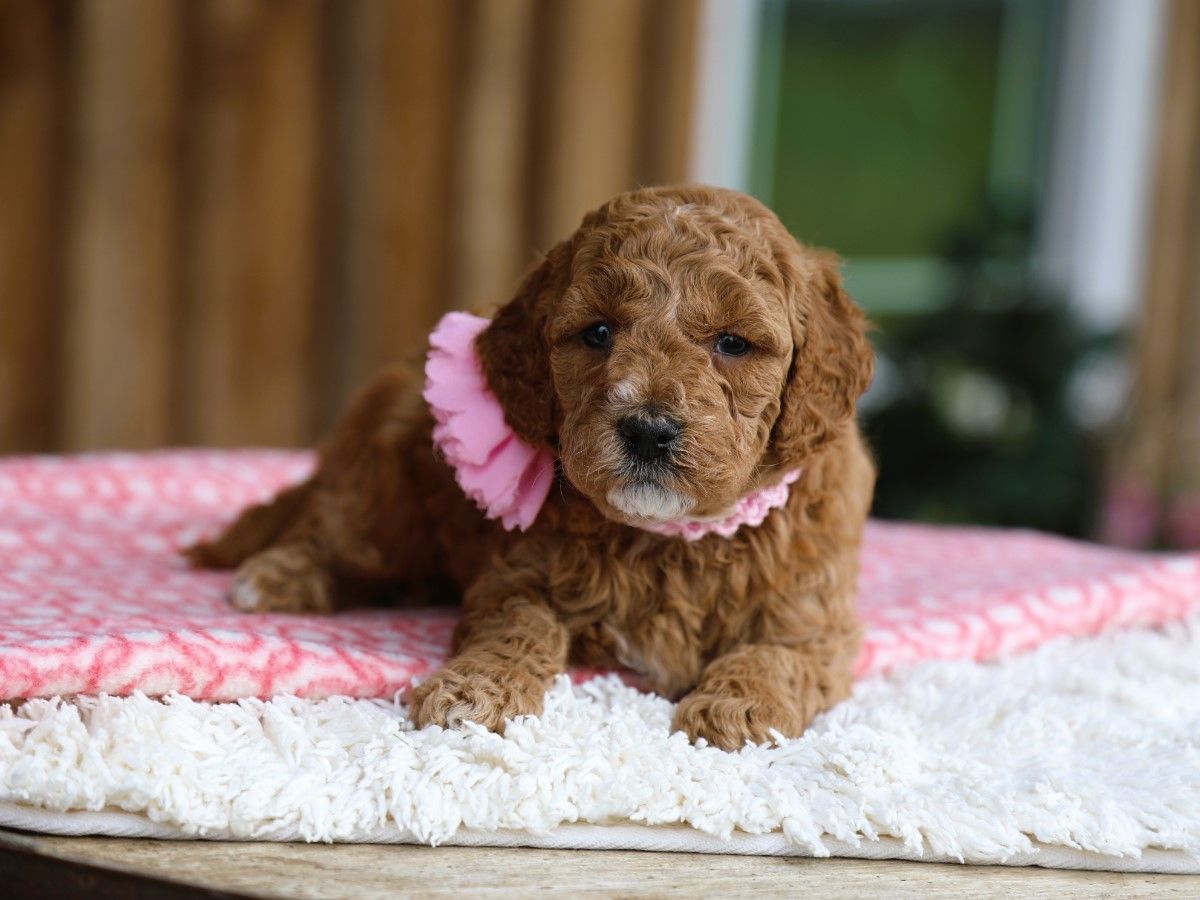 Primrose (2).JPG