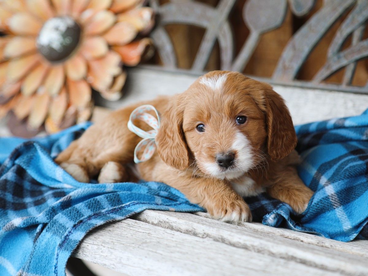 Teddy (3).JPG