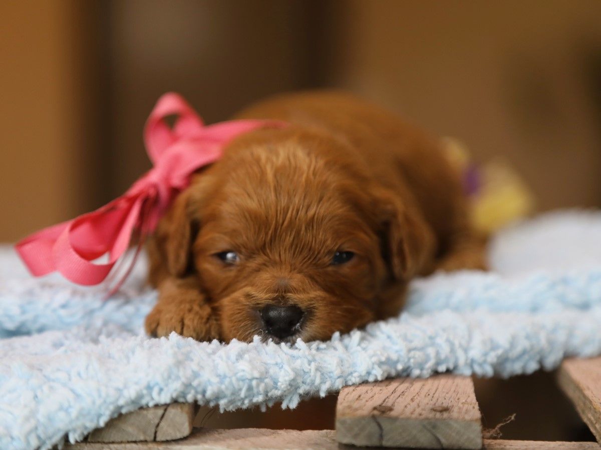 Sweet Pea (4).JPG