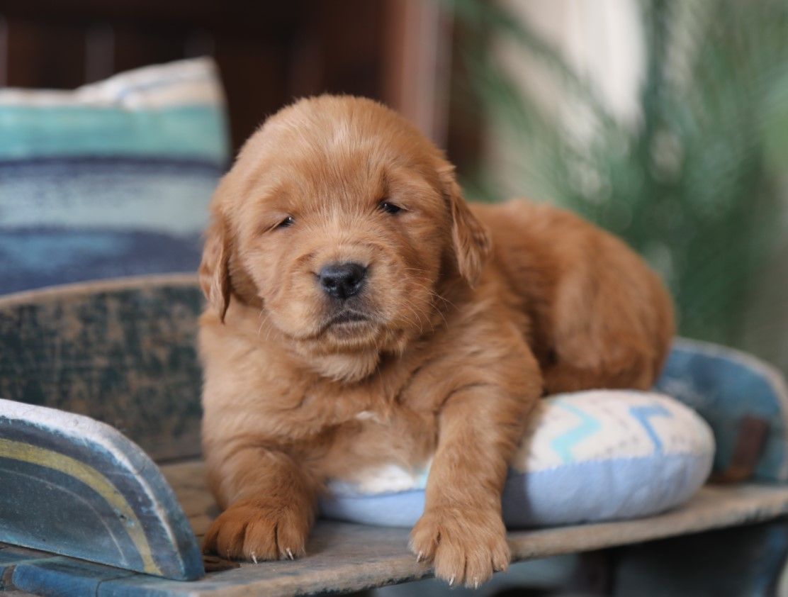  Ridge - Click to meet