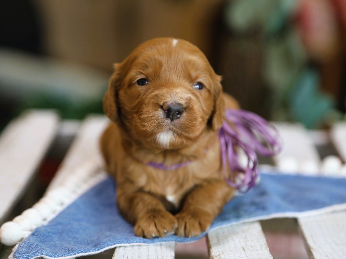 Arizona • click to meet