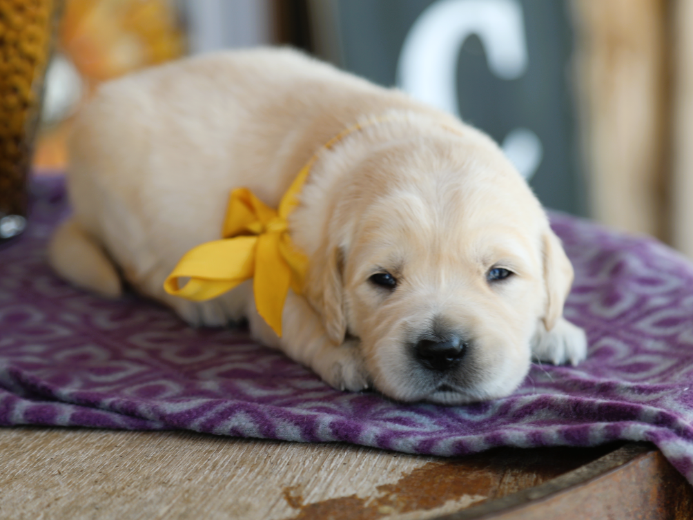 Sunflower (1).png