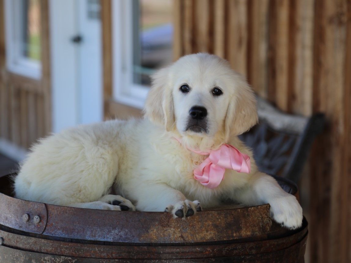  Lyla - Click to meet