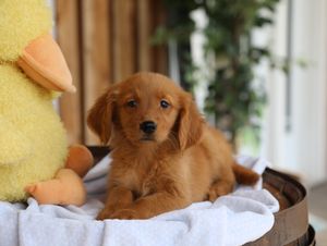  Archer - Click to meet