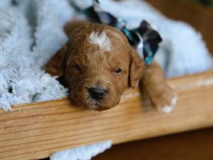 Scooby • click to meet