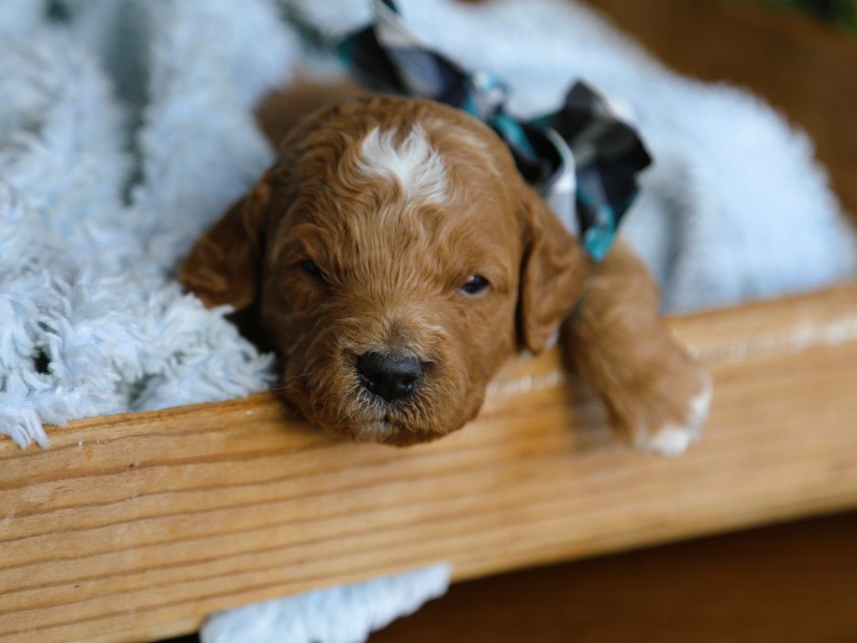 Scooby • click to meet