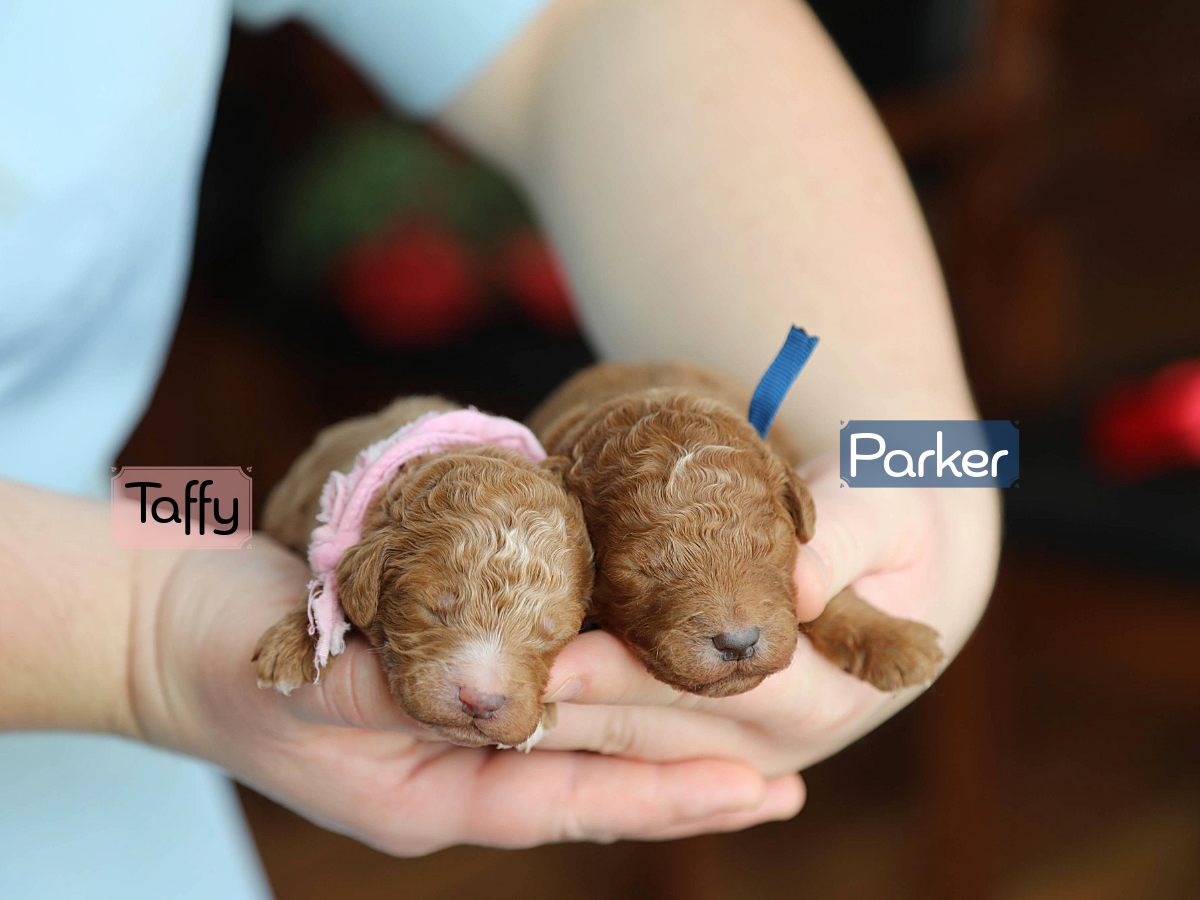 Piper's Babies