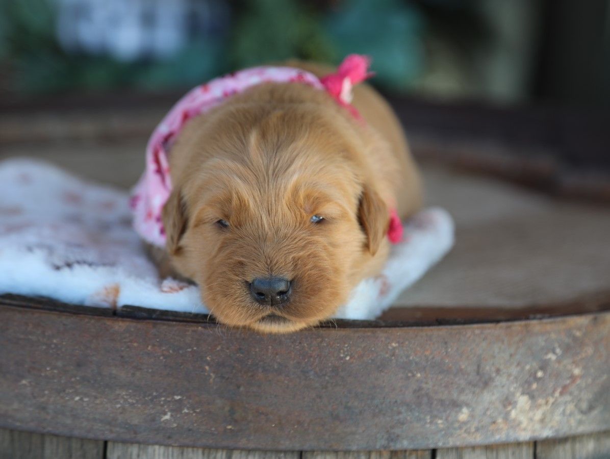 hazel (3).JPG