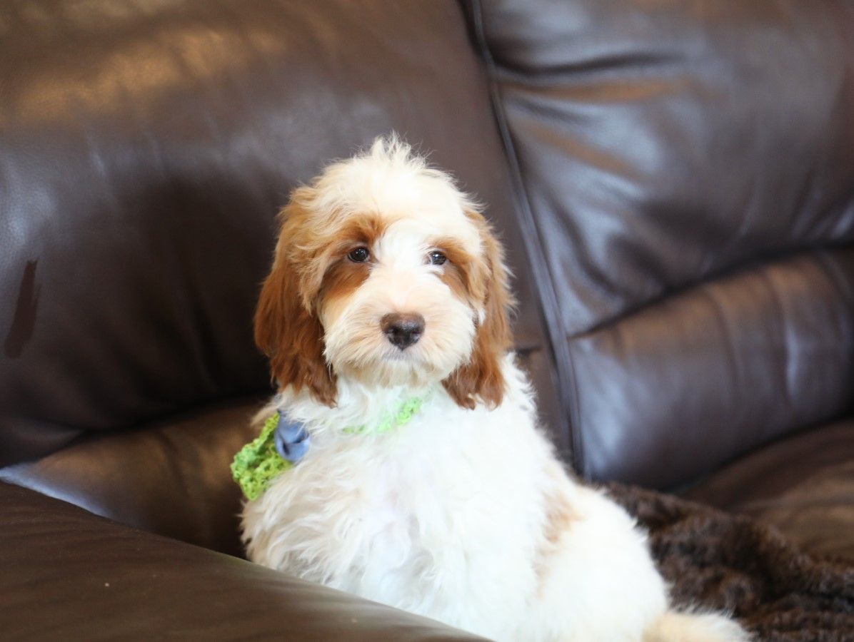  Robert - click to meet