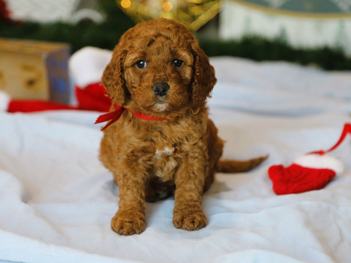  Jingle • click to meet