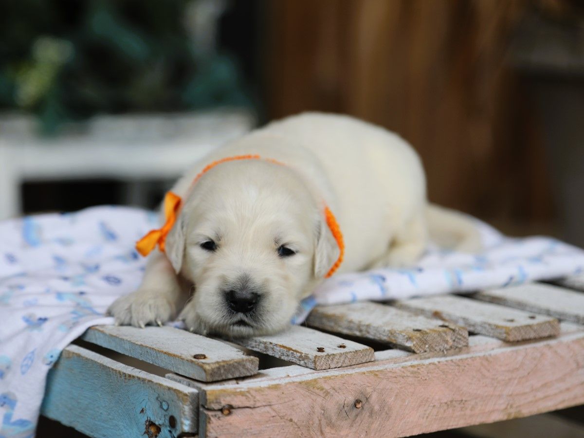Dexter (3).JPG