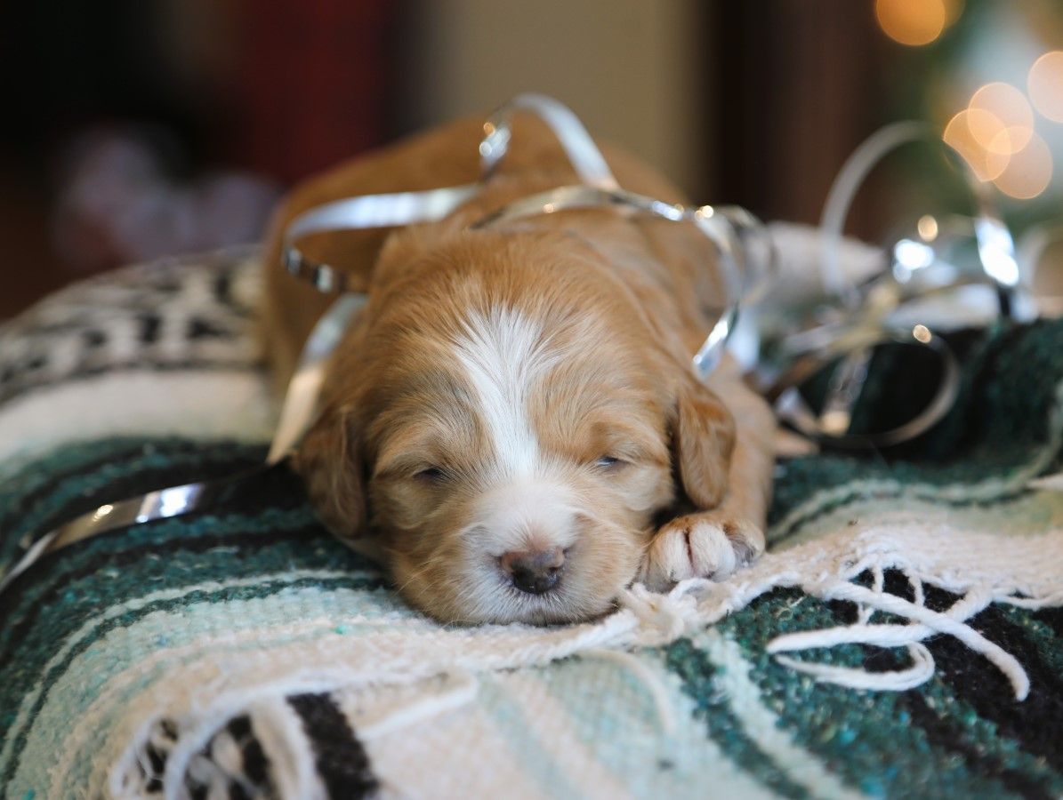 Jolly (3).JPG