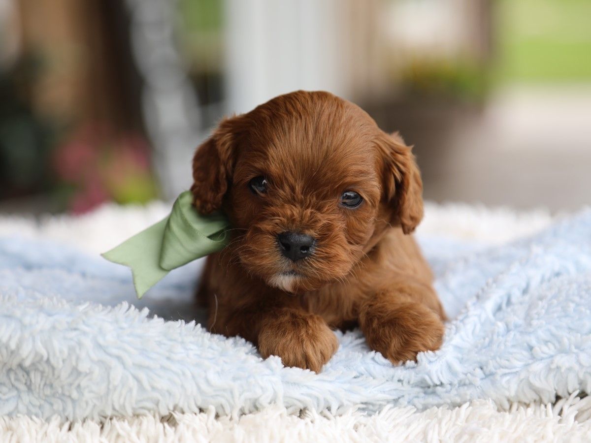Charlie (2).JPG