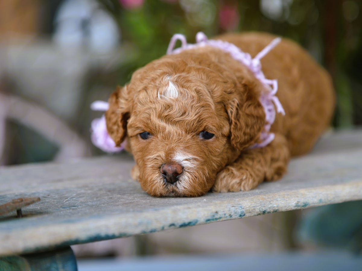 Tilly (4).png