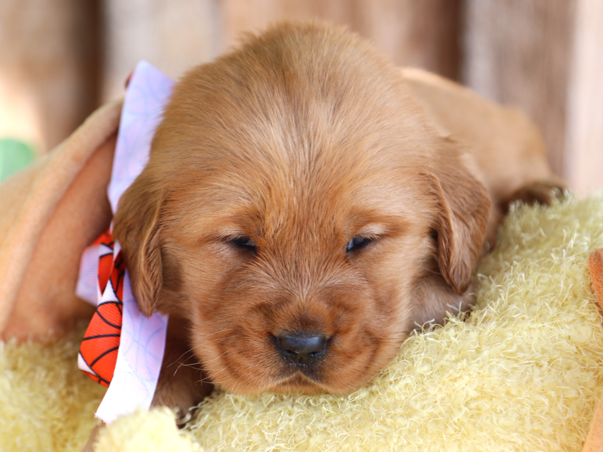 Tater Tot • click to meet