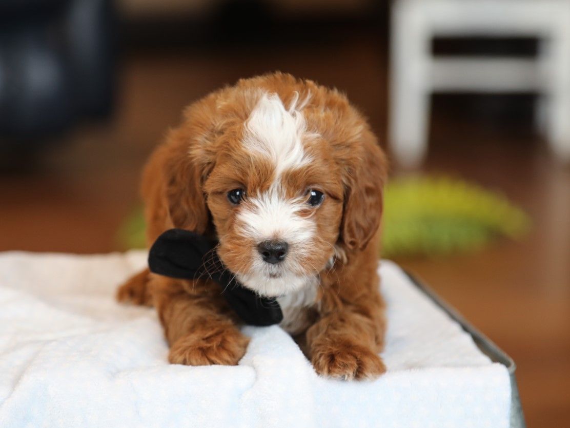 alfie (2).JPG