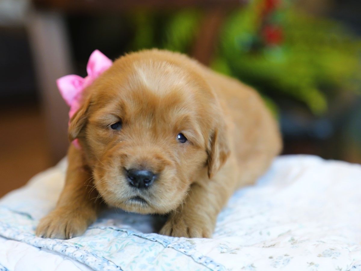 Nala (3).JPG