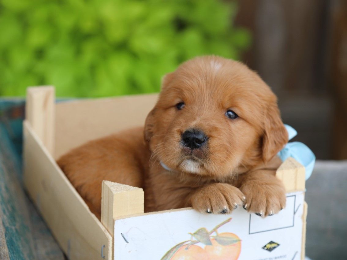 obie (1).JPG