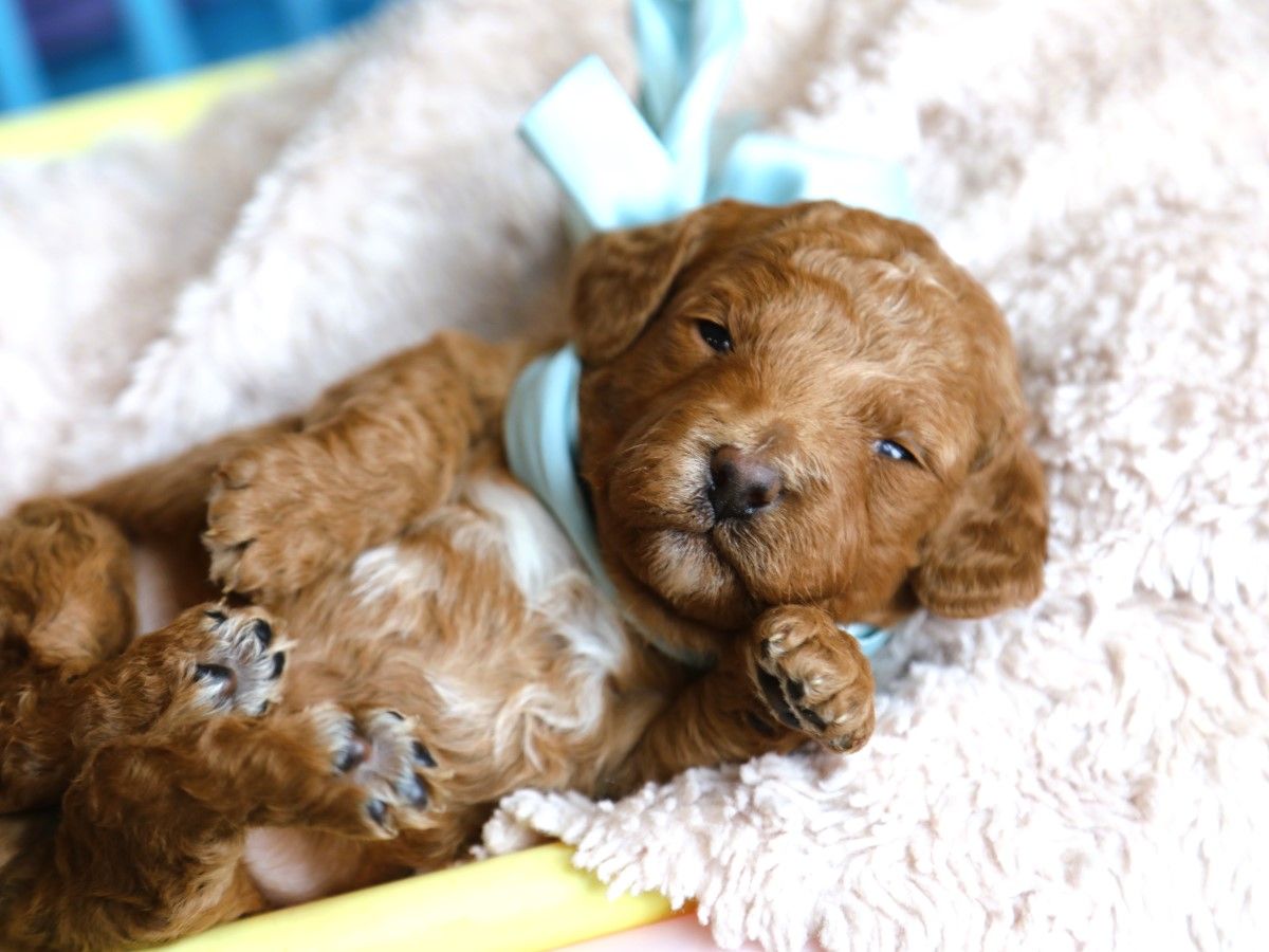 DIAMOND • RESERVED