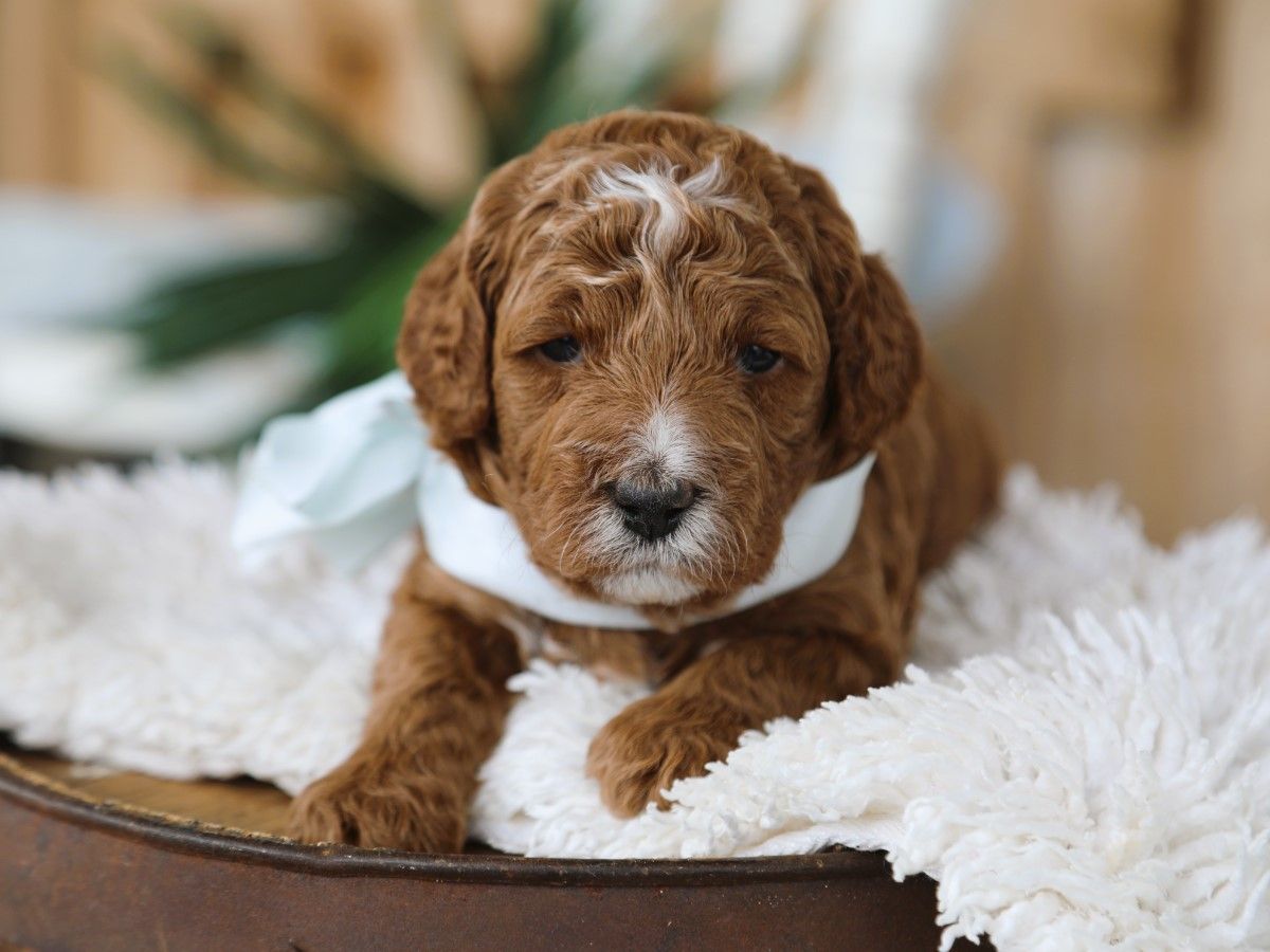 Barnie (2).JPG
